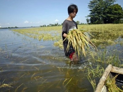 Why We Need to Talk About The Impact of Flood in Myanmar’s Agriculture&nbsp;Sector